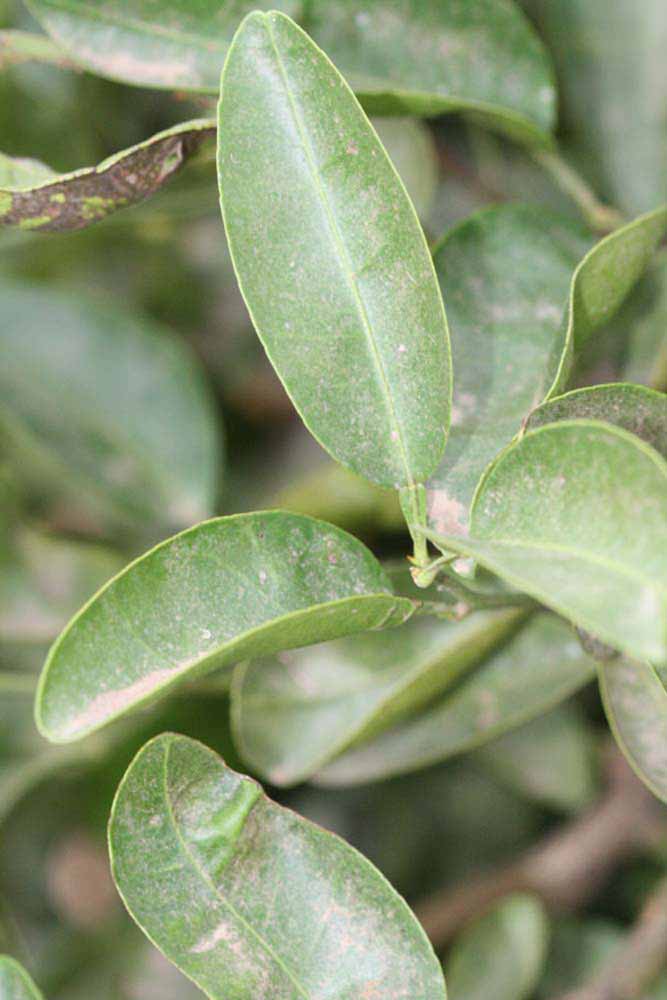              Unifoliolate leaf (Riverside, CA)       